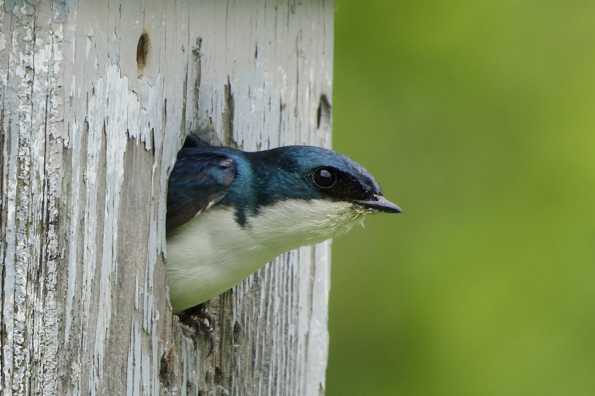 Tree Swallow - ML620279578