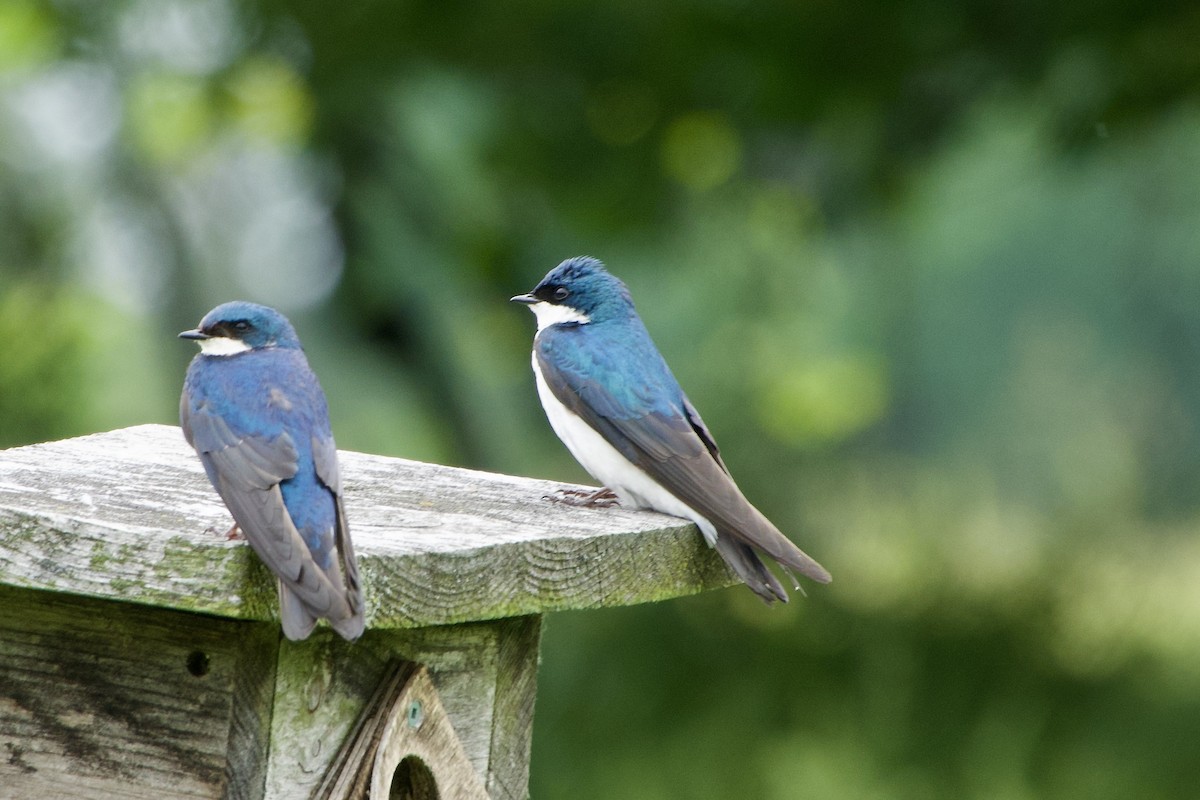 Tree Swallow - ML620279579