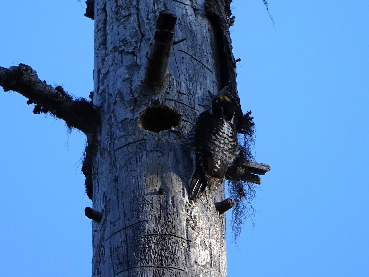 American Three-toed Woodpecker - ML620279583