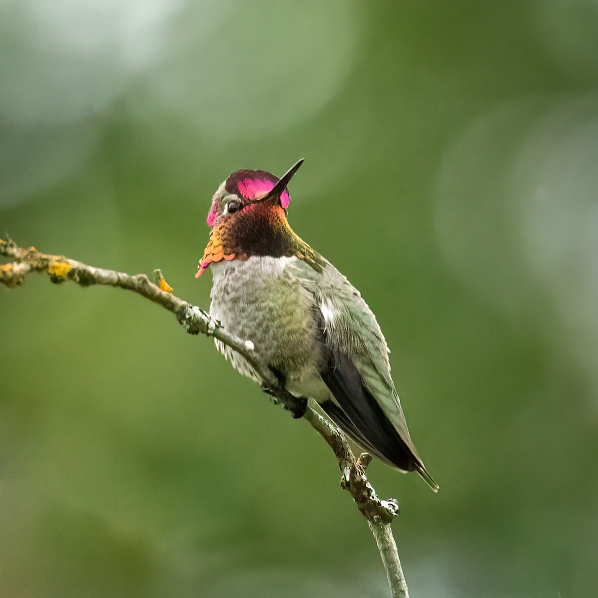 Anna's Hummingbird - ML620279584