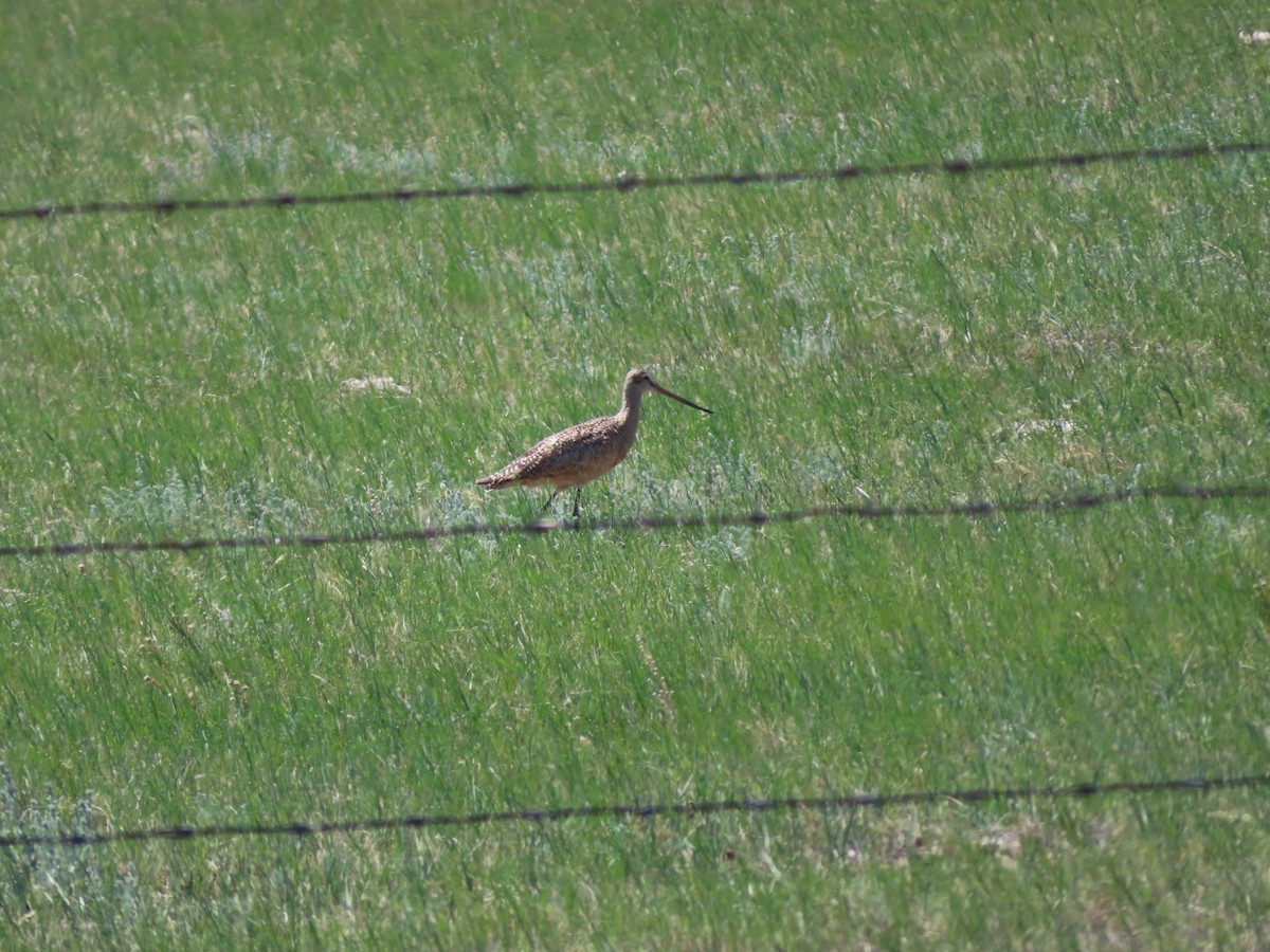 Marbled Godwit - ML620279590