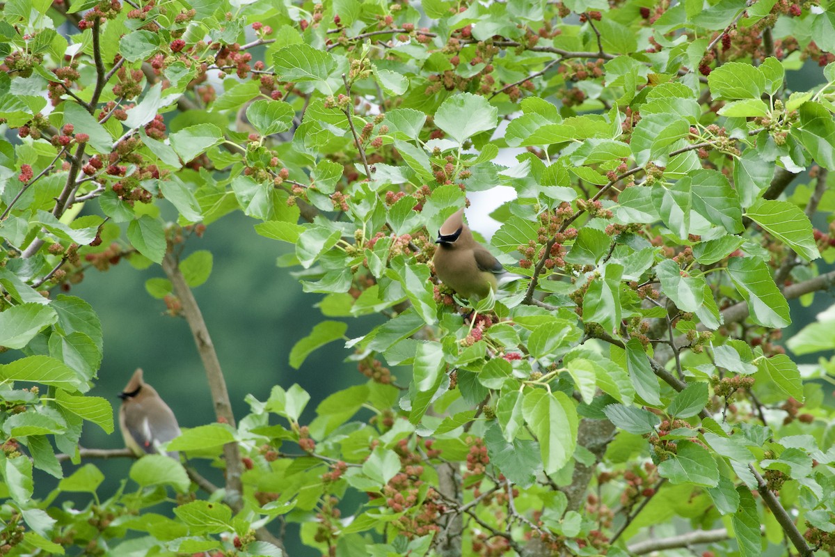 Cedar Waxwing - ML620279592