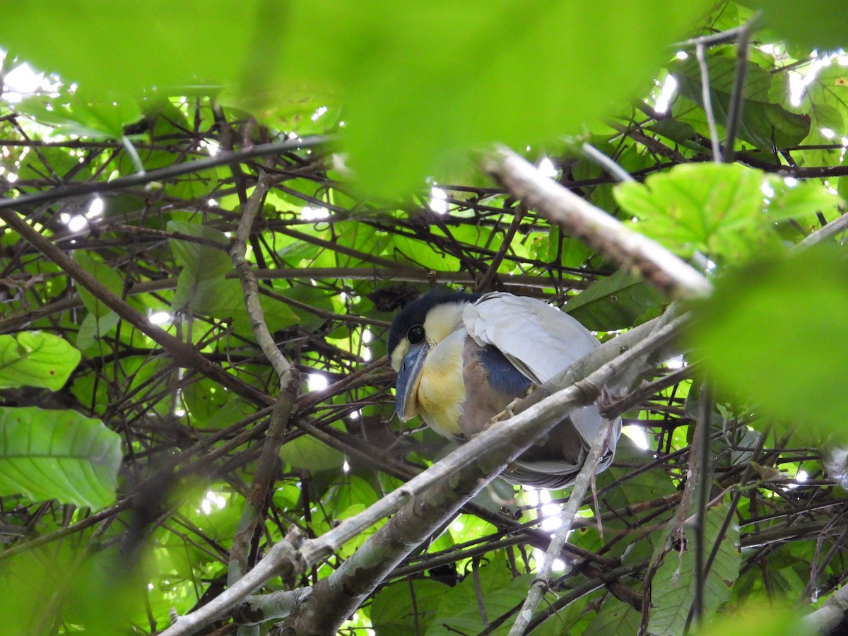 Boat-billed Heron - ML620279598