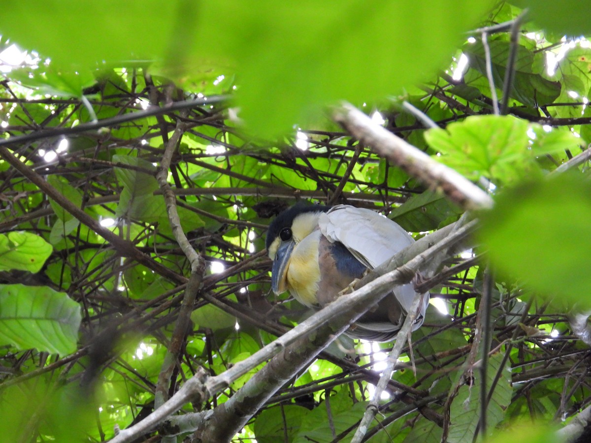 Boat-billed Heron - ML620279599