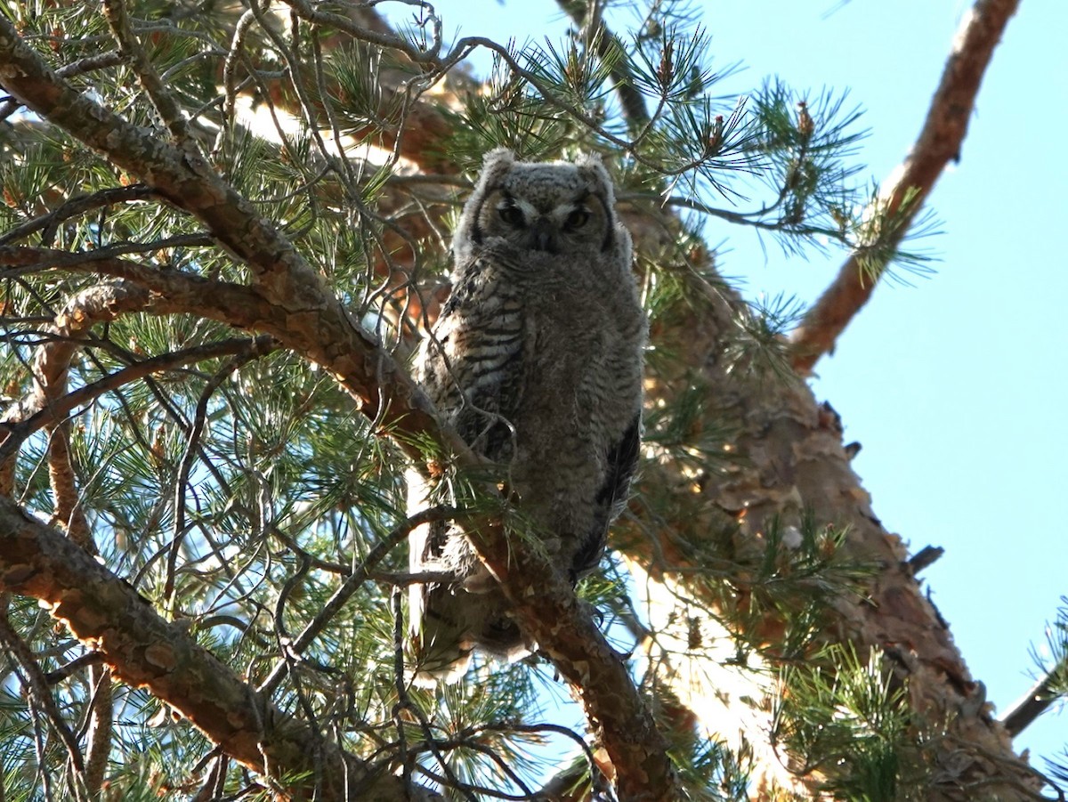 Great Horned Owl - ML620279602