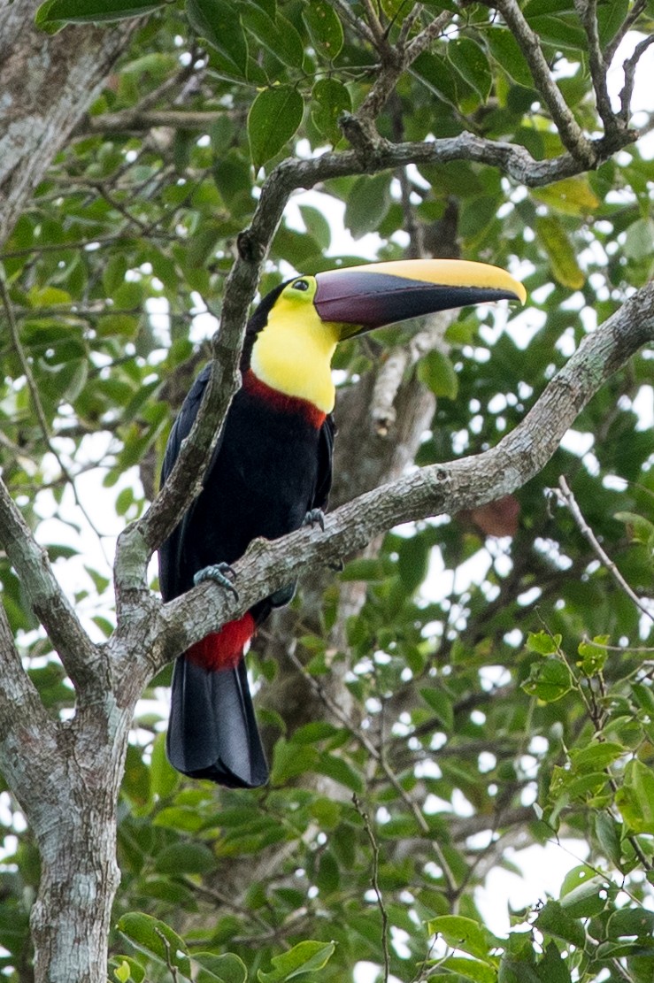 Yellow-throated Toucan - ML620279611