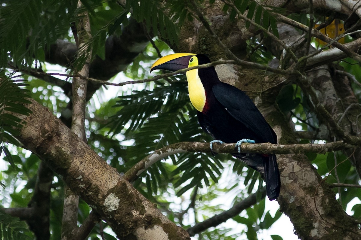 Yellow-throated Toucan - ML620279612