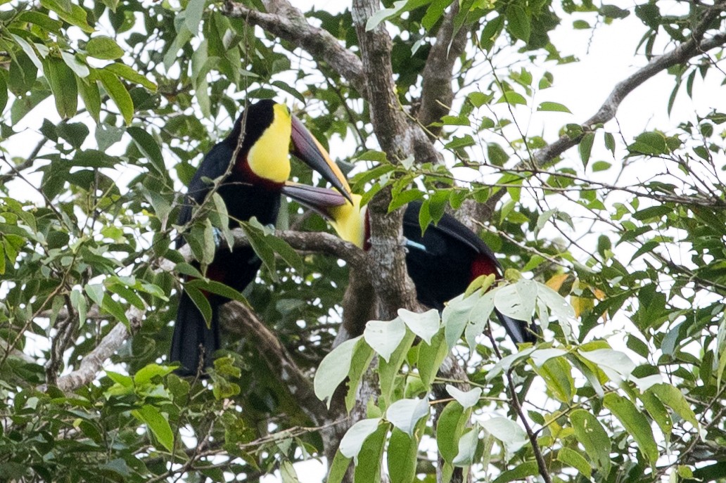 Yellow-throated Toucan - ML620279613