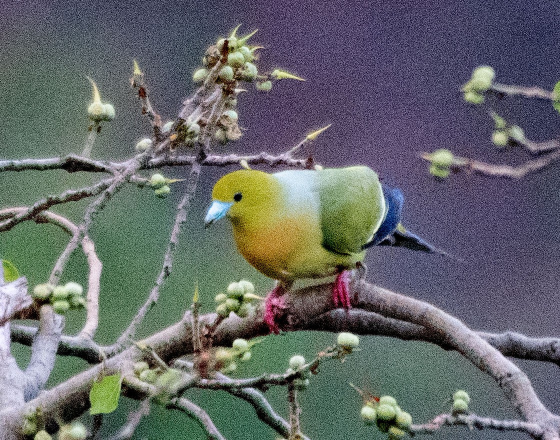 Pin-tailed Green-Pigeon - Alok Jaimal