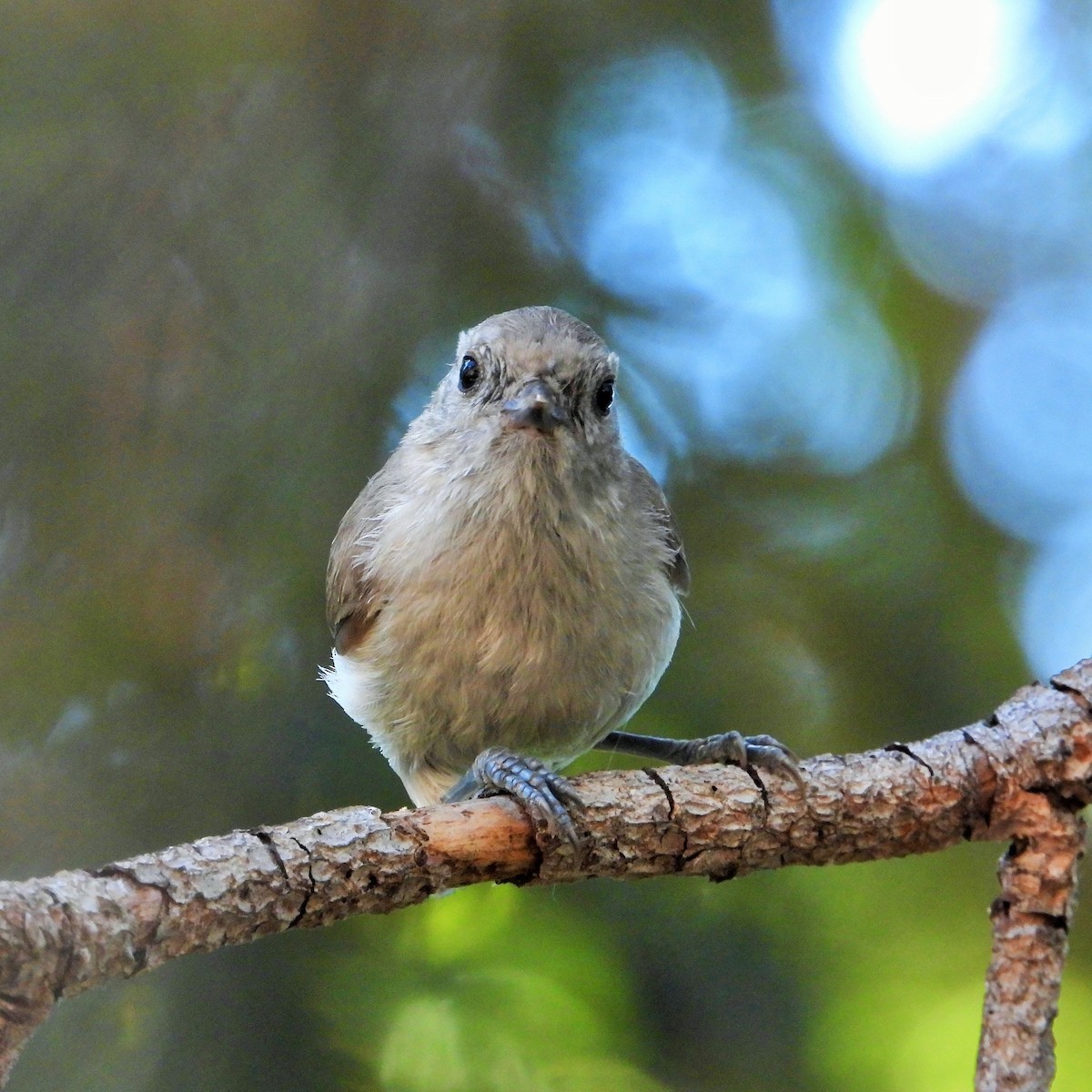 Oak Titmouse - ML620279622