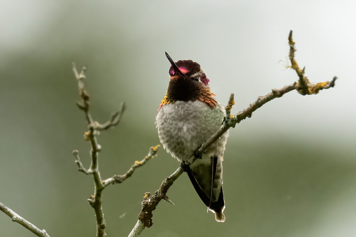 Anna's Hummingbird - Michèle Beaulieu