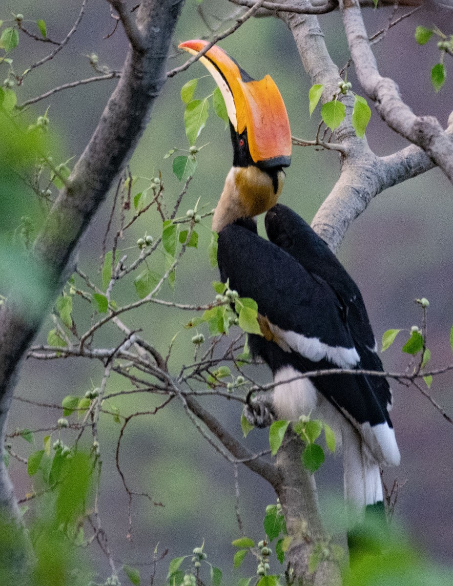 Great Hornbill - ML620279628