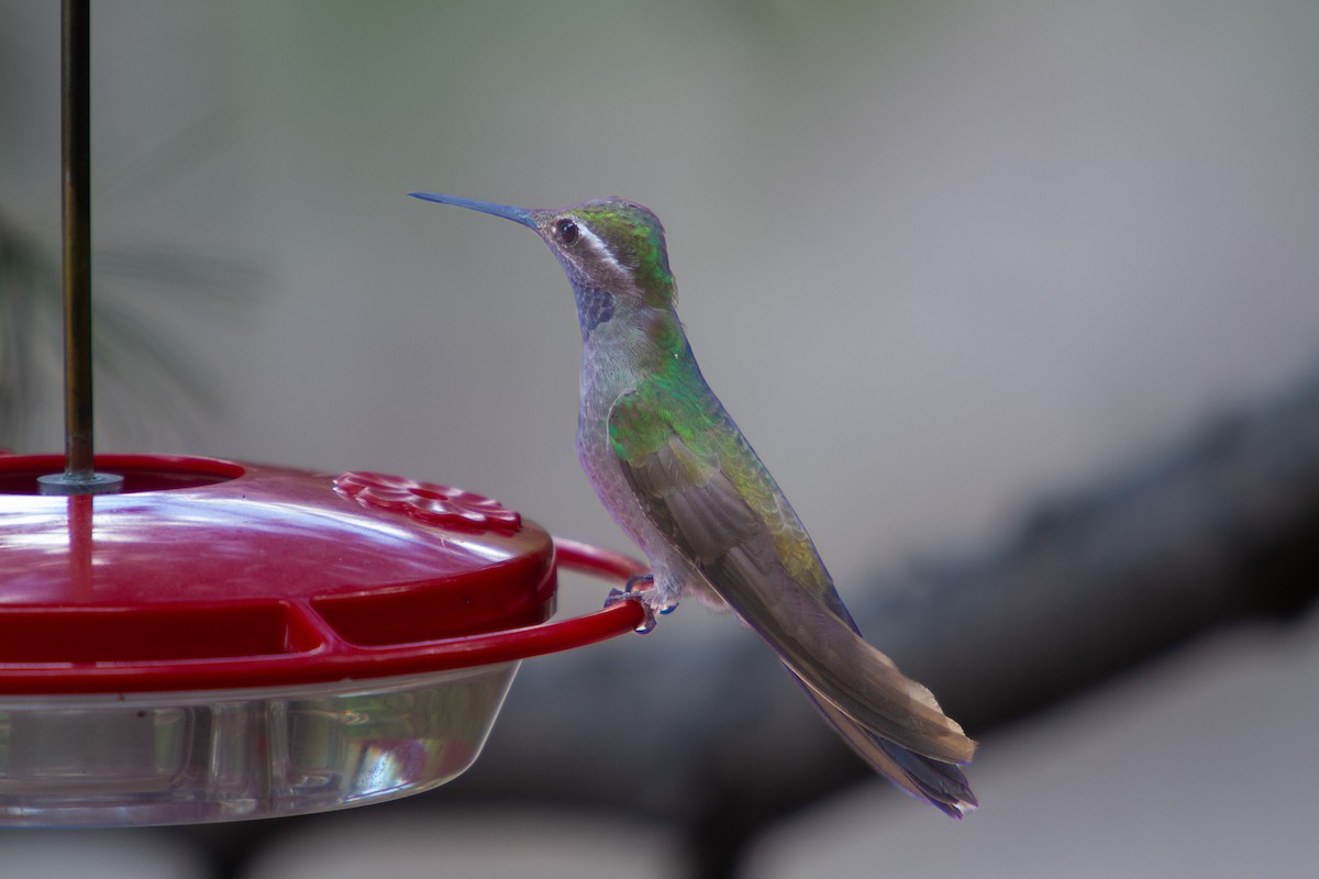 Colibrí Gorjiazul - ML620279636