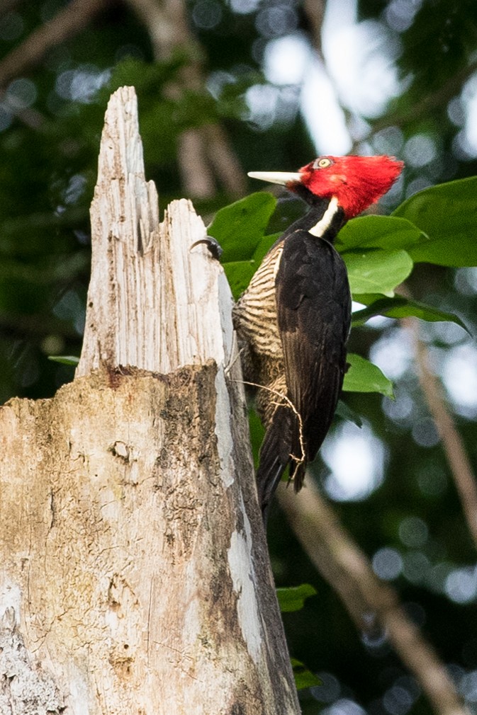 Lineated Woodpecker - ML620279647