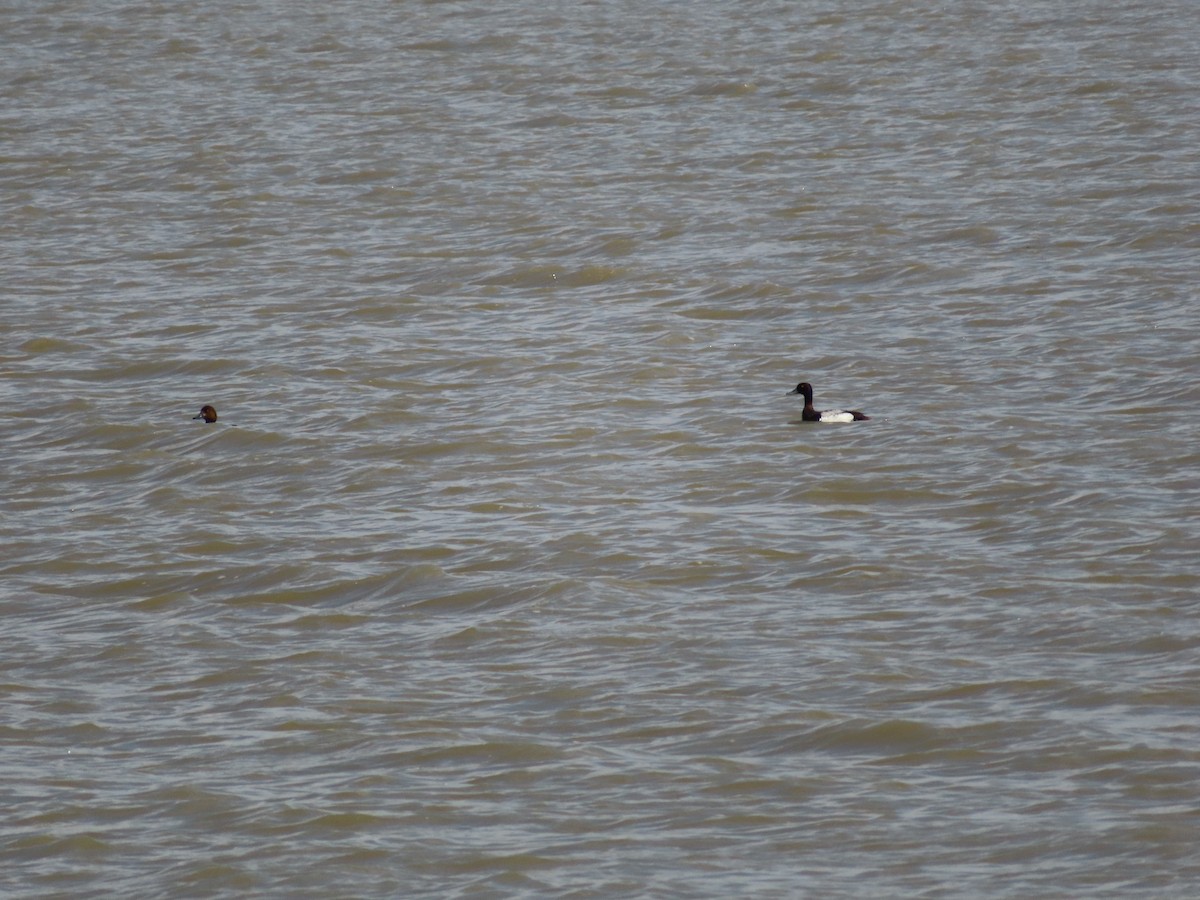 Lesser Scaup - ML620279650