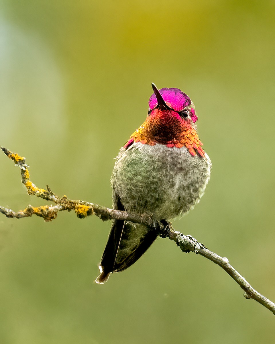 Anna's Hummingbird - ML620279651