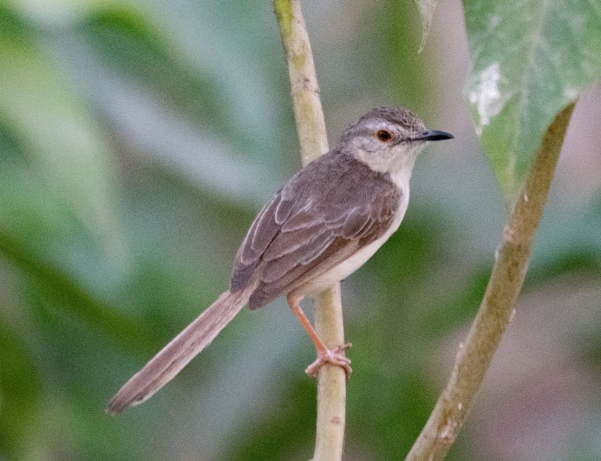 Plain Prinia - ML620279653