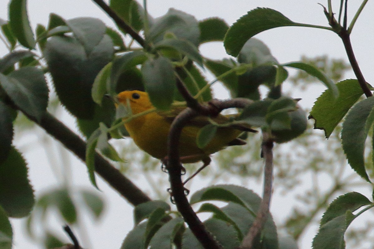 Wilson's Warbler - ML620279654