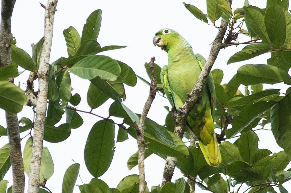 ムジボウシインコ - ML620279656