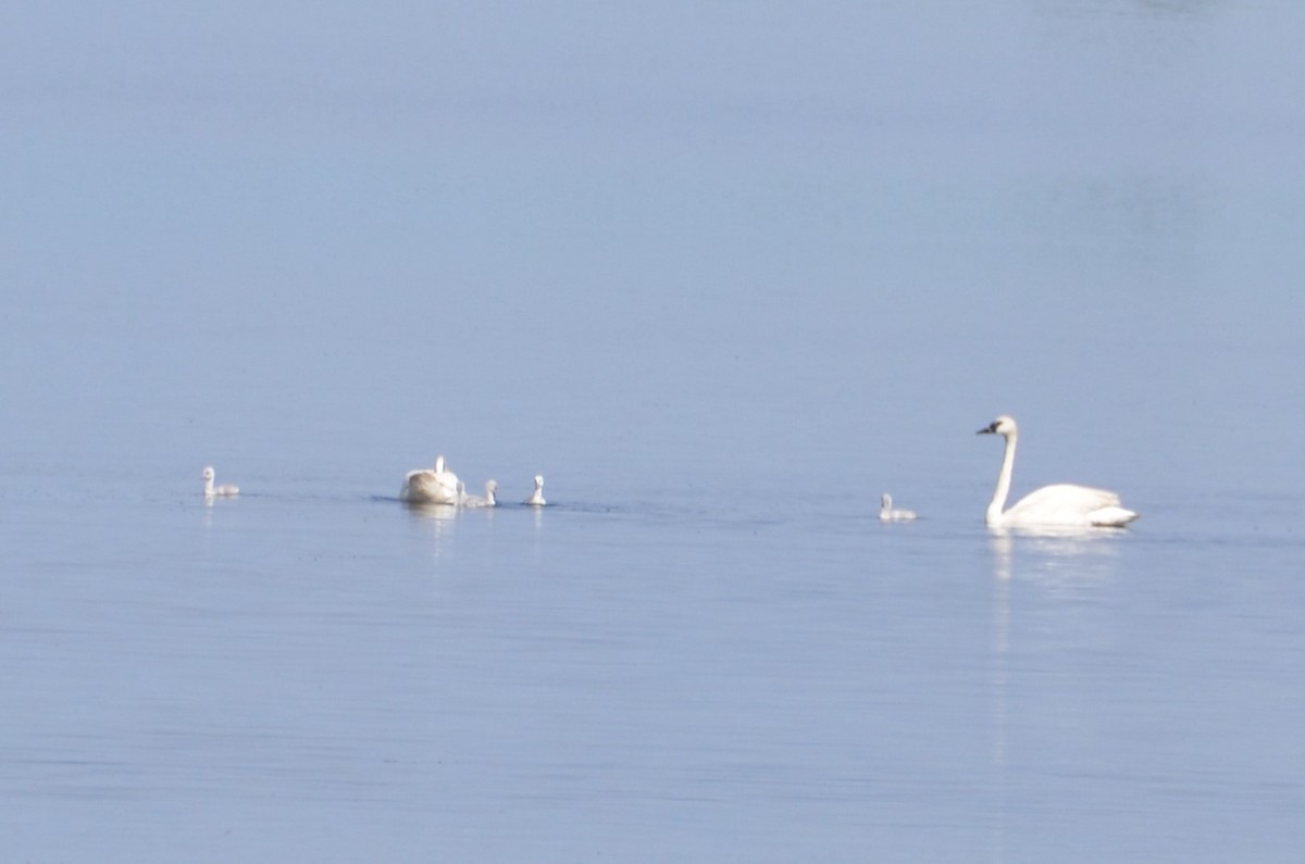 Trumpeter Swan - ML620279664