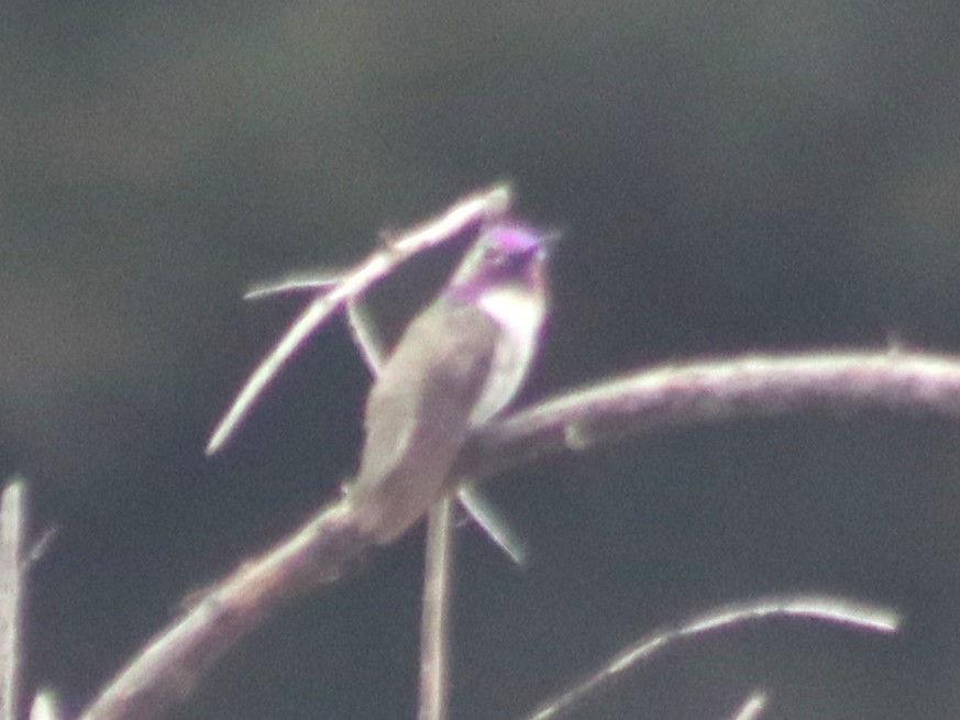 Costa's Hummingbird - ML620279665