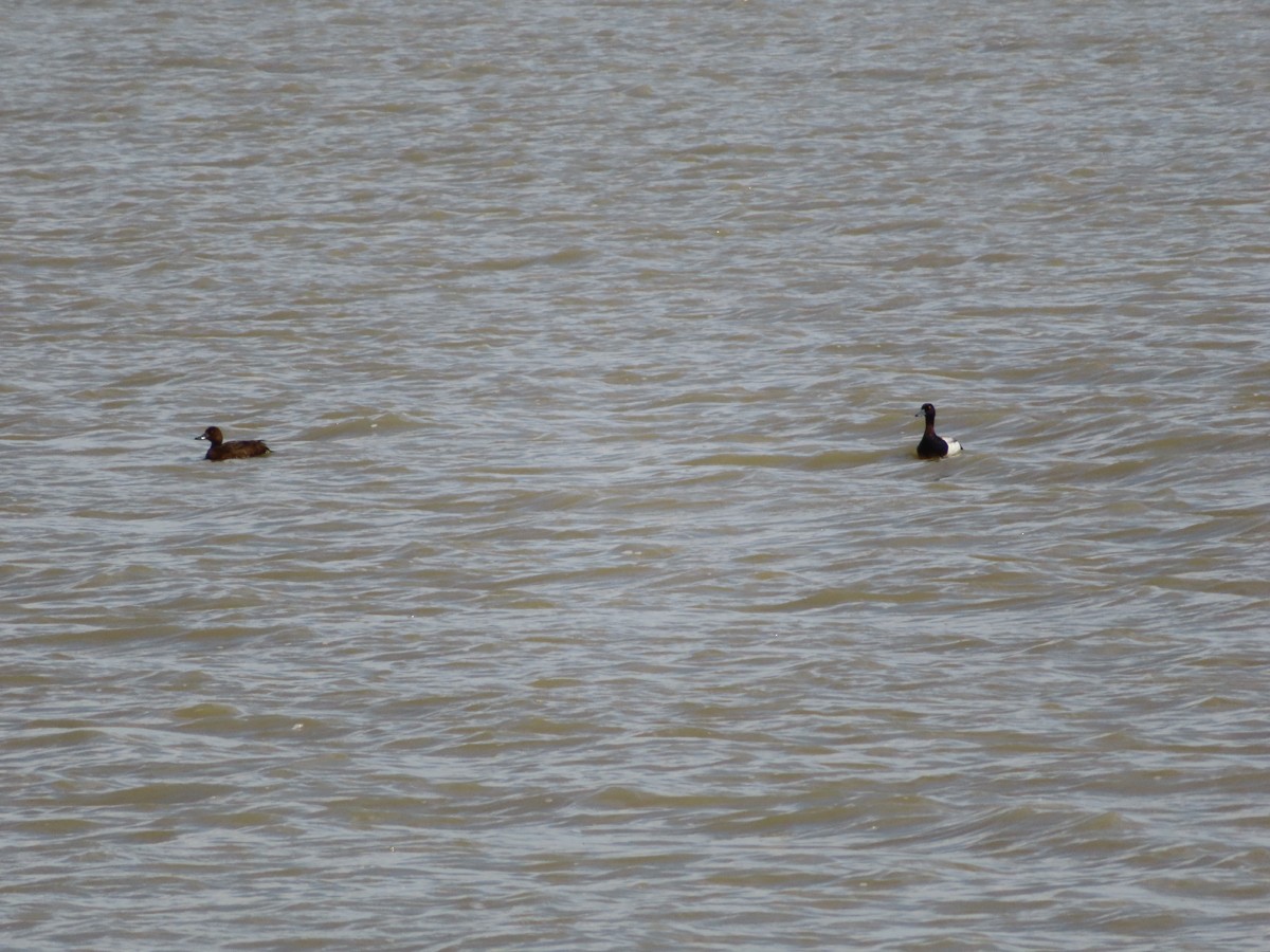 Lesser Scaup - ML620279671