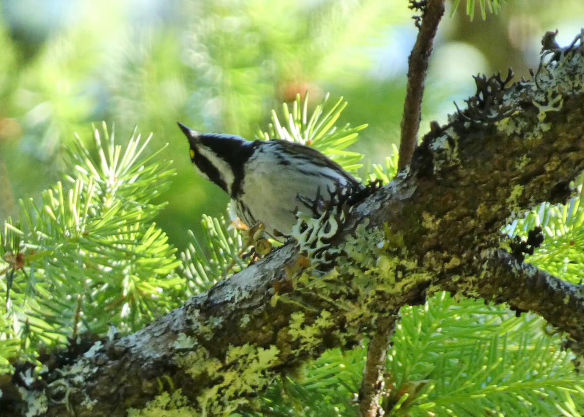 Black-throated Gray Warbler - ML620279677