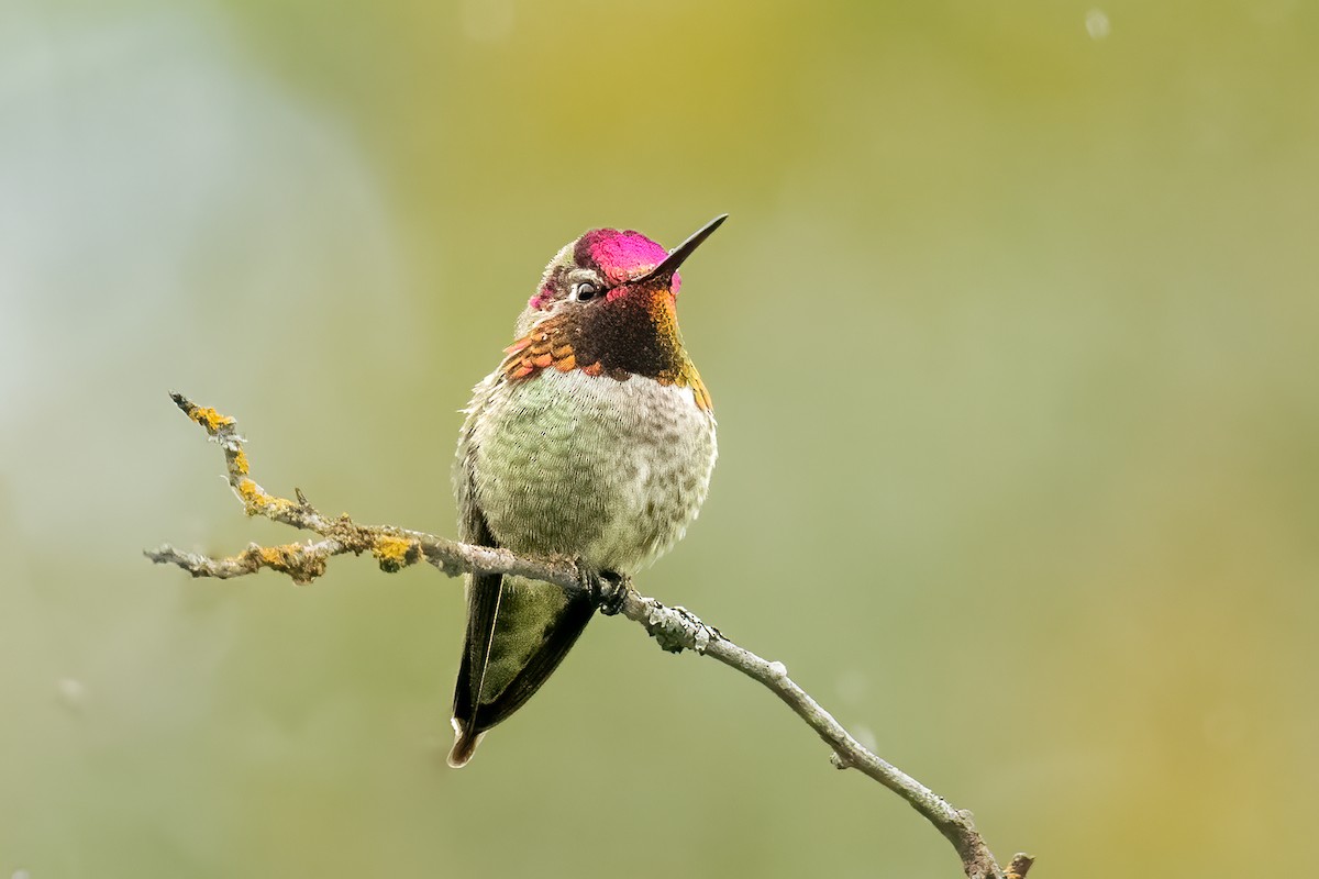 Anna's Hummingbird - ML620279679