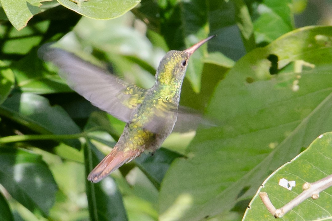 Rufous-tailed Hummingbird - ML620279683