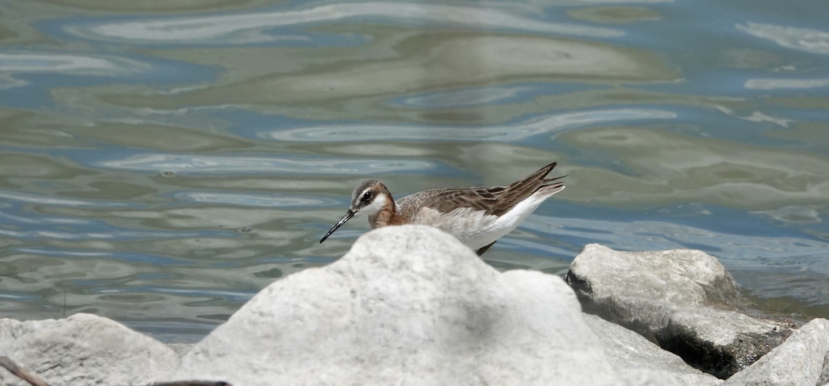 Phalarope de Wilson - ML620279686