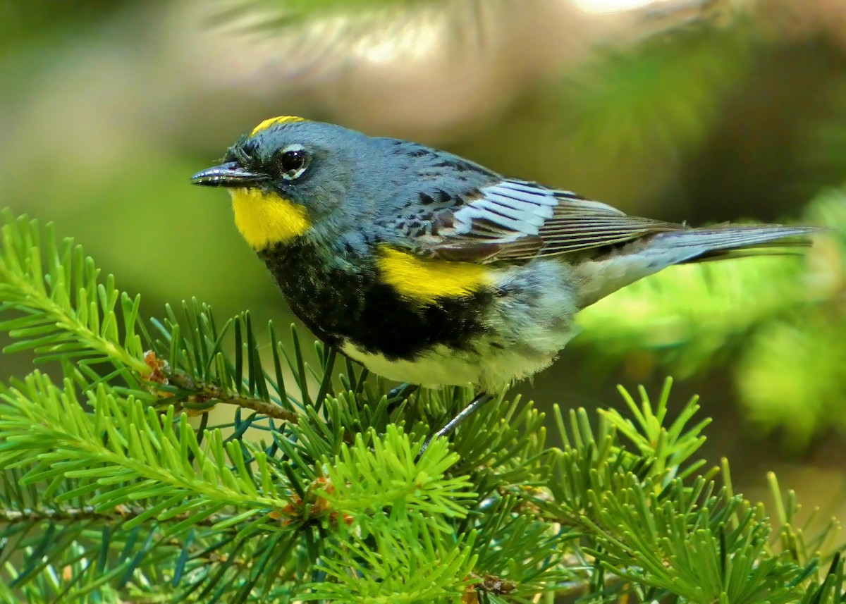 Yellow-rumped Warbler - ML620279688