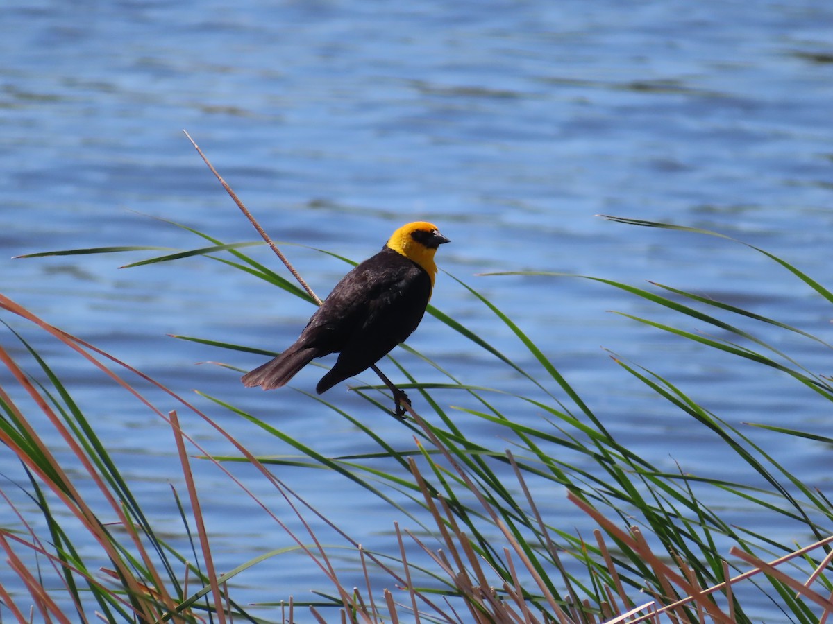 Yellow-headed Blackbird - ML620279692