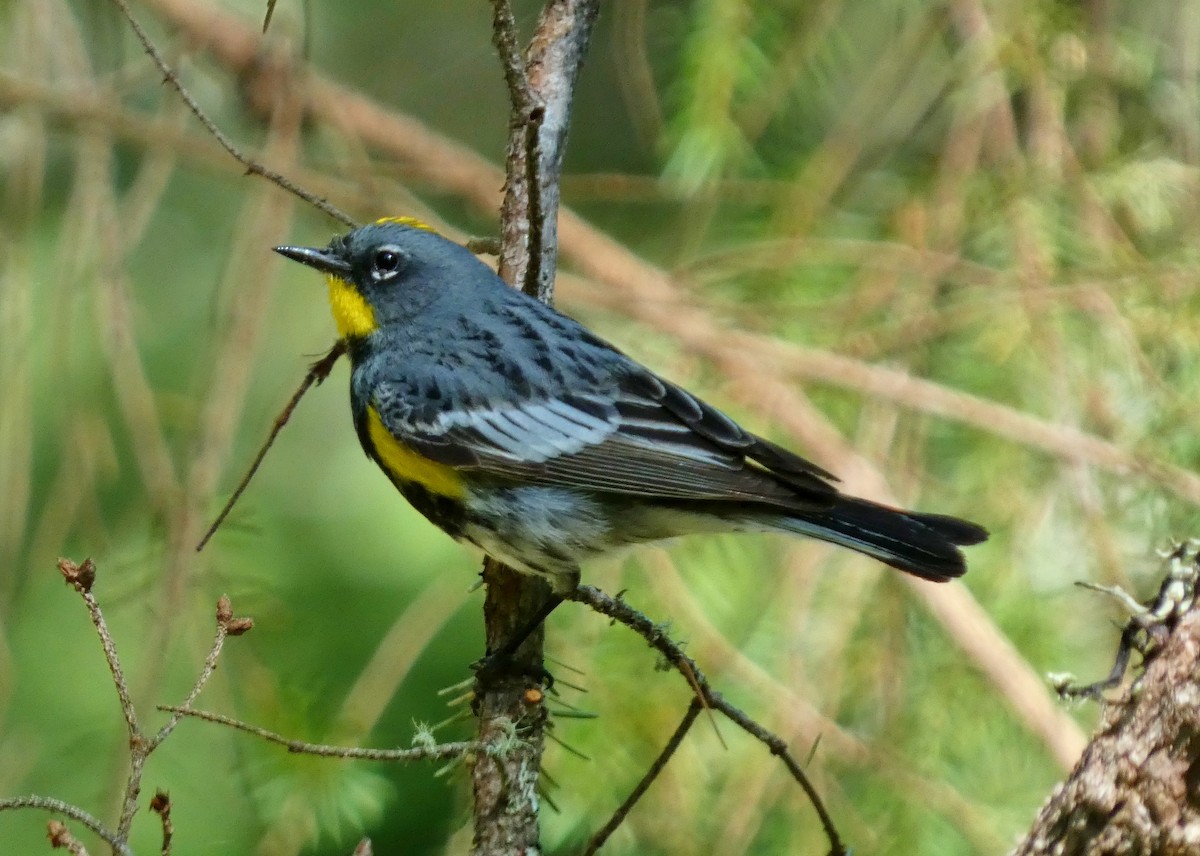 Yellow-rumped Warbler - ML620279695