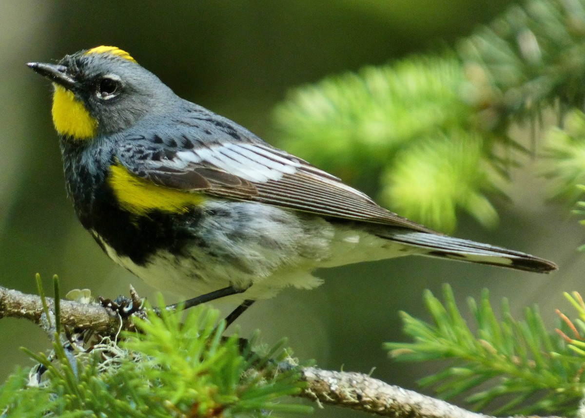 Yellow-rumped Warbler - ML620279697