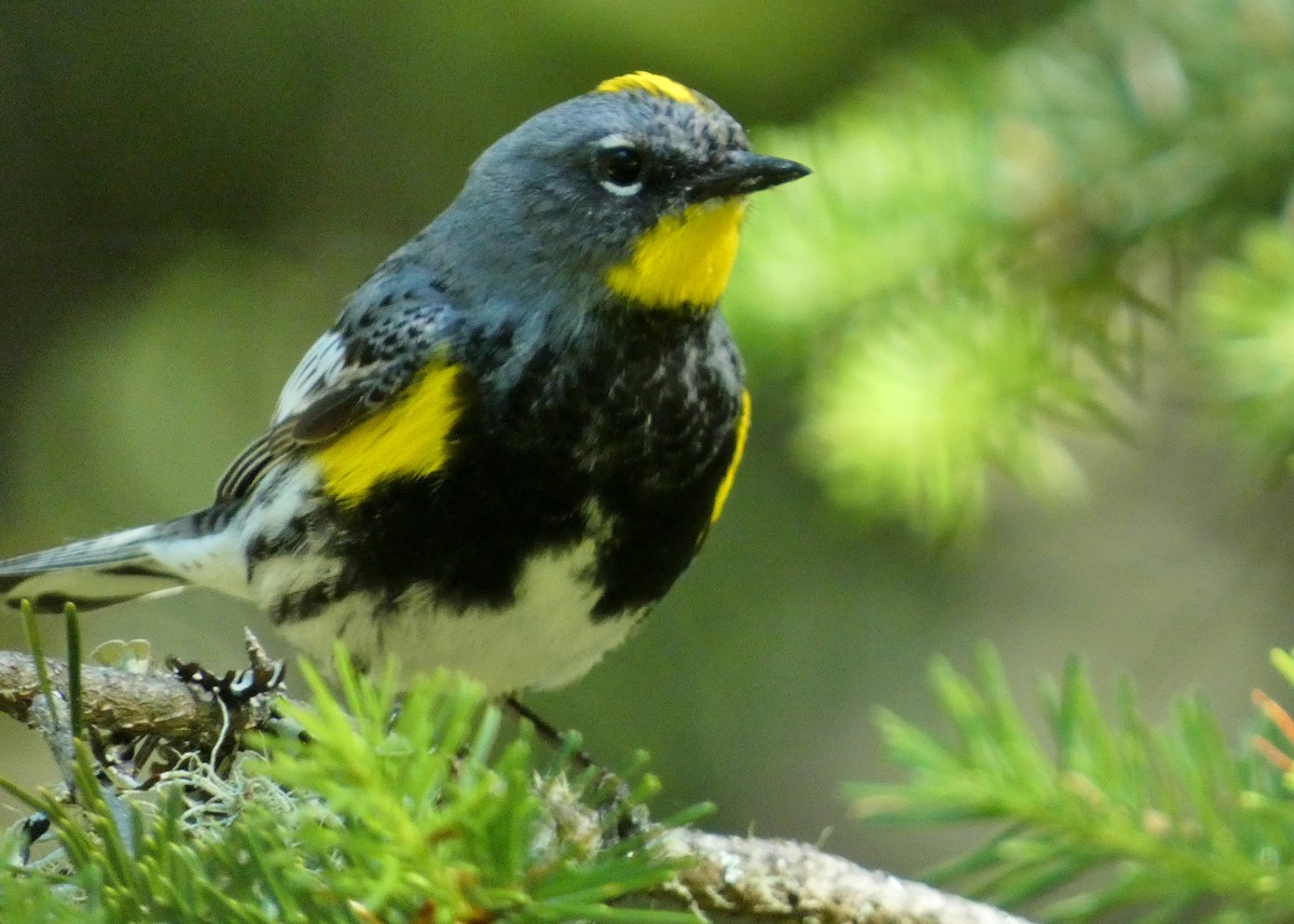 Yellow-rumped Warbler - ML620279698