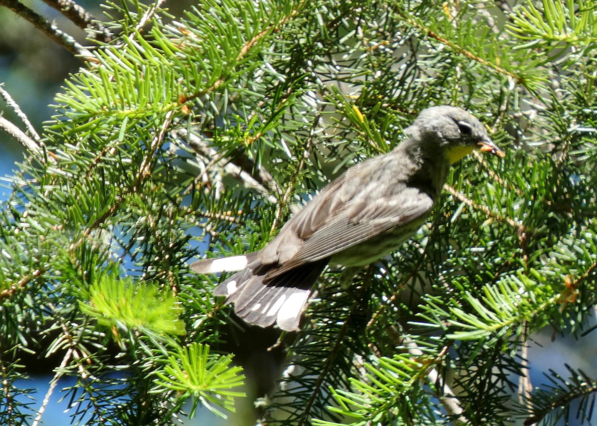 Yellow-rumped Warbler - ML620279699