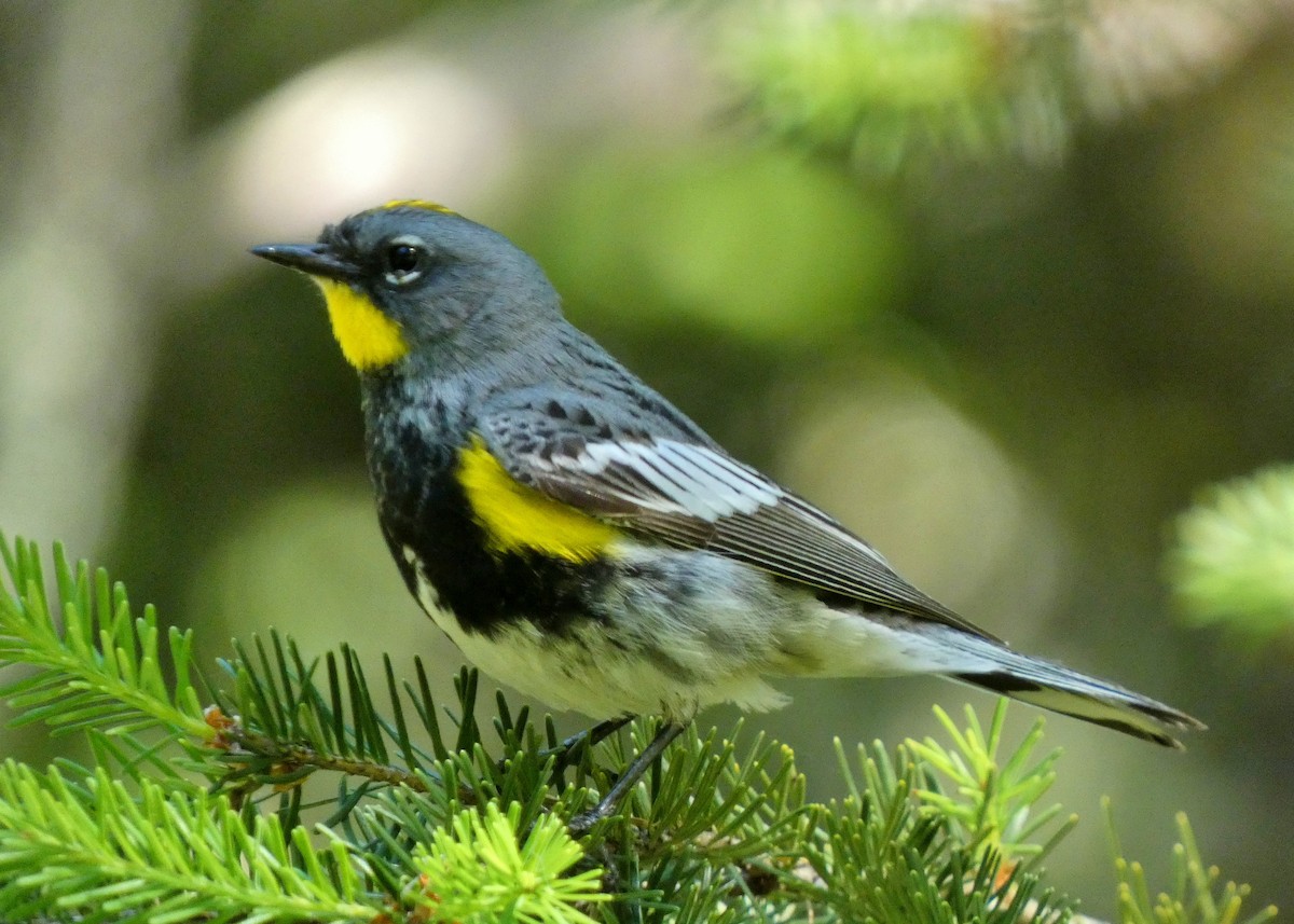 Yellow-rumped Warbler - ML620279700