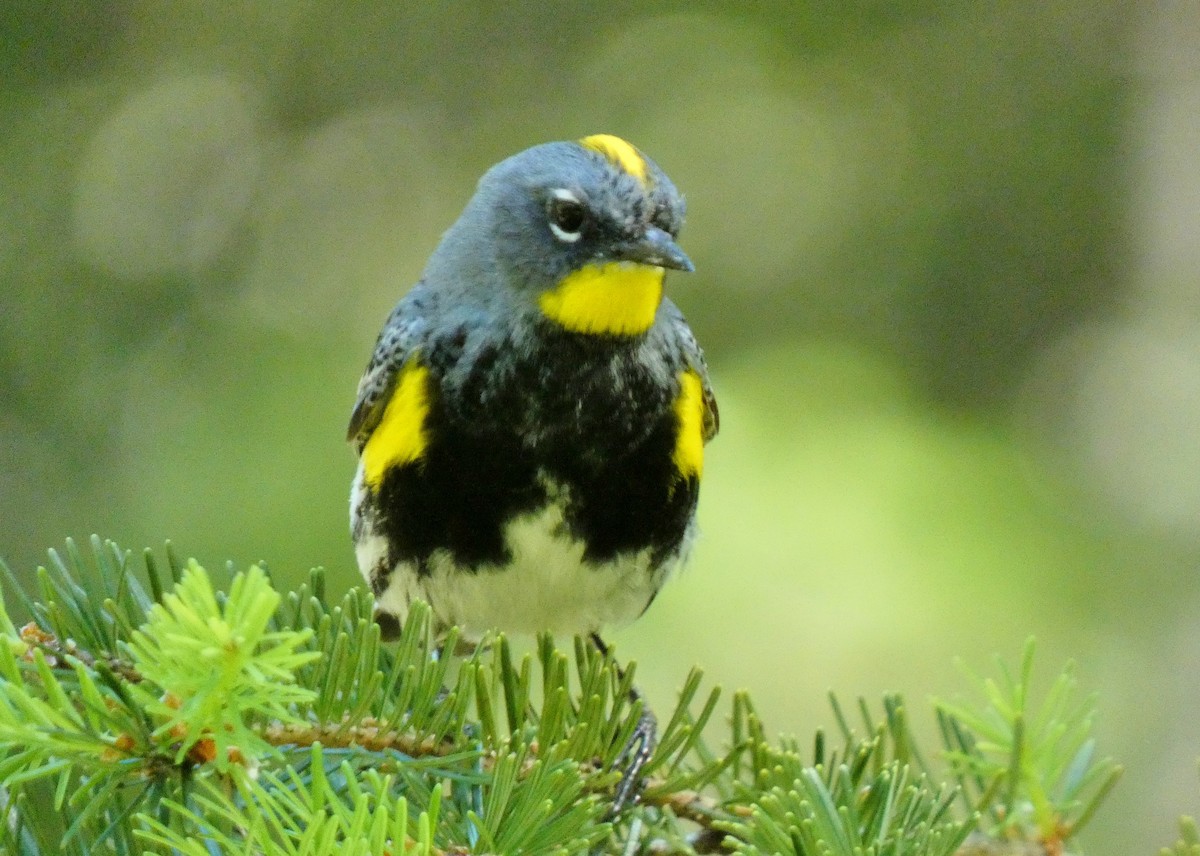 Yellow-rumped Warbler - ML620279707