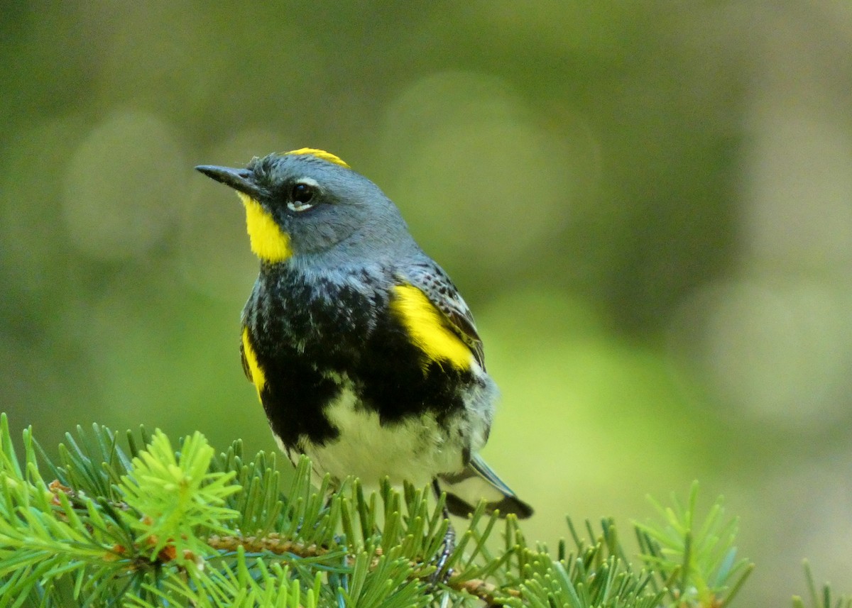 Yellow-rumped Warbler - ML620279708