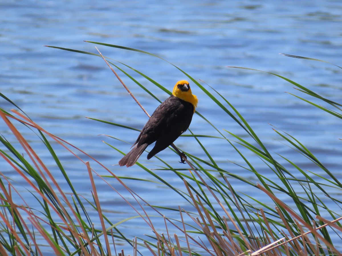 Yellow-headed Blackbird - ML620279710