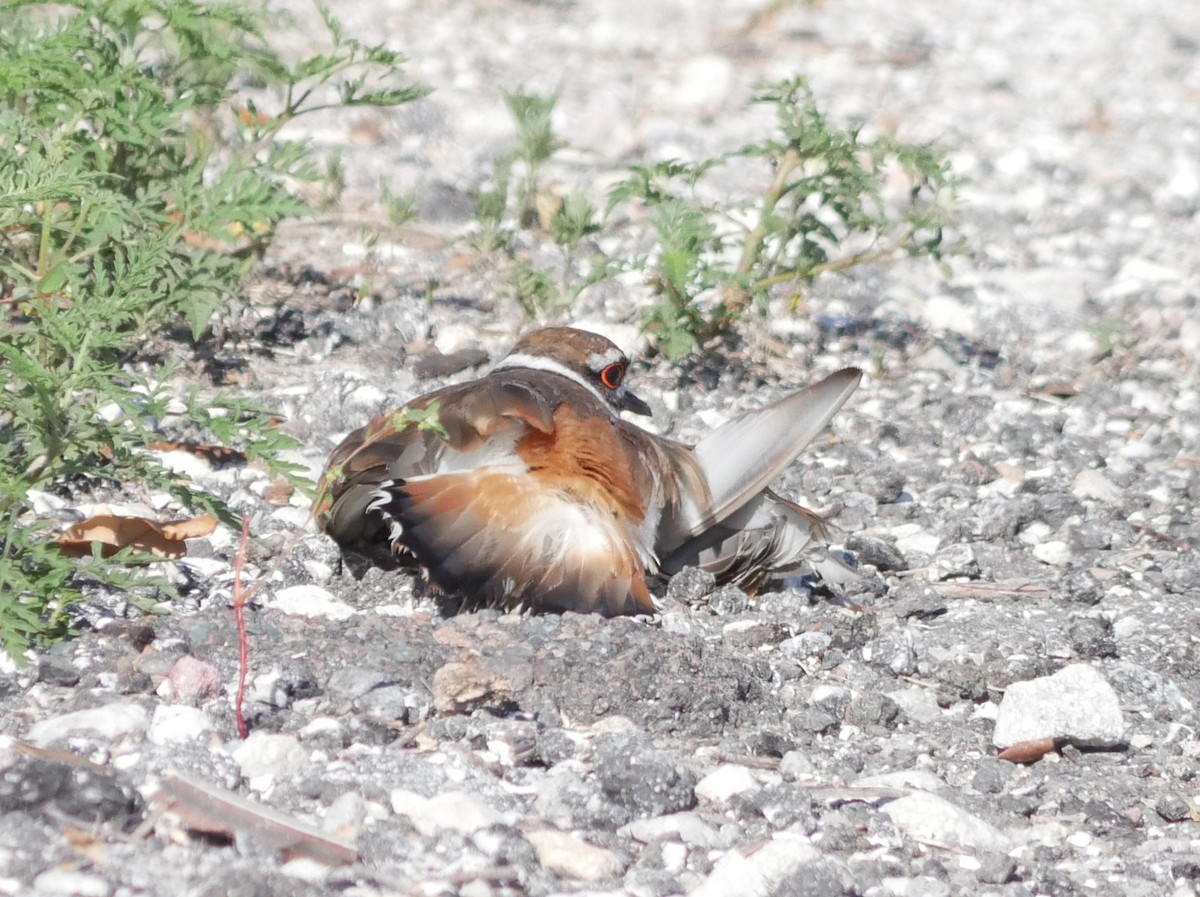 Killdeer - ML620279712