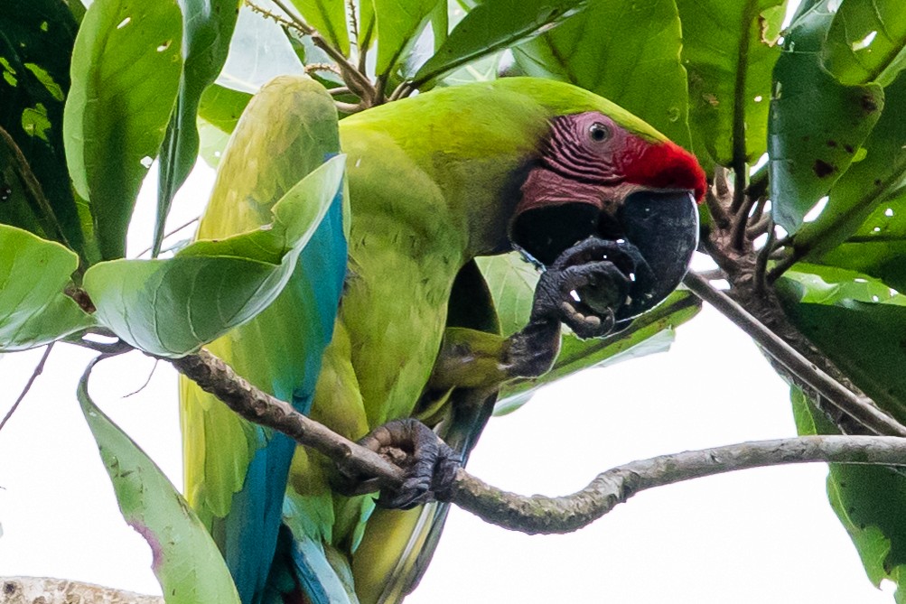 Great Green Macaw - ML620279714