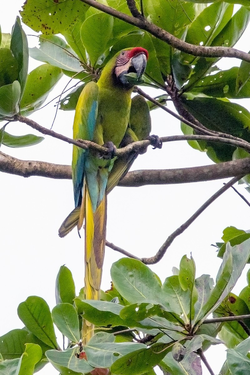 Great Green Macaw - ML620279715
