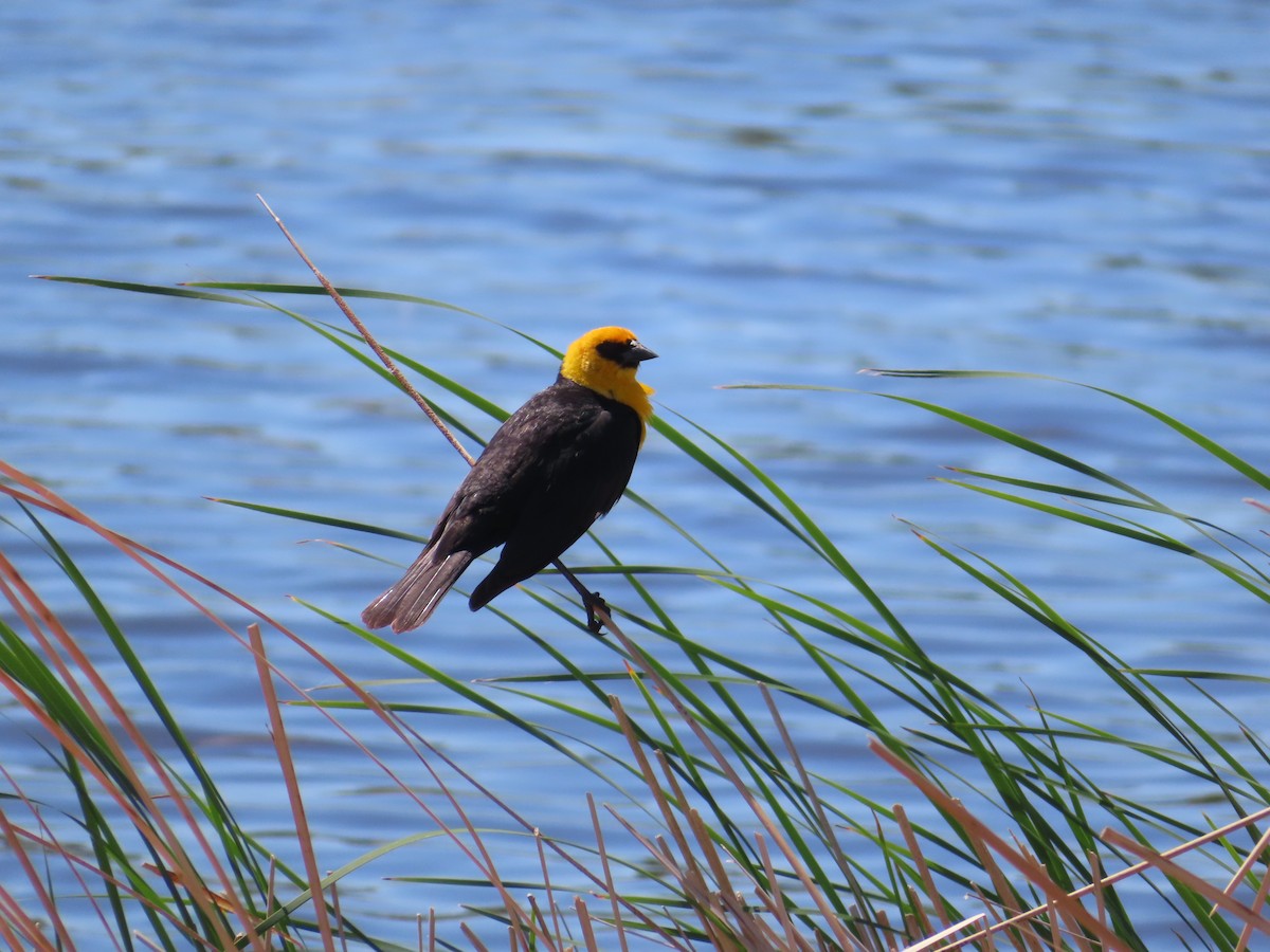 Yellow-headed Blackbird - carolyn spidle