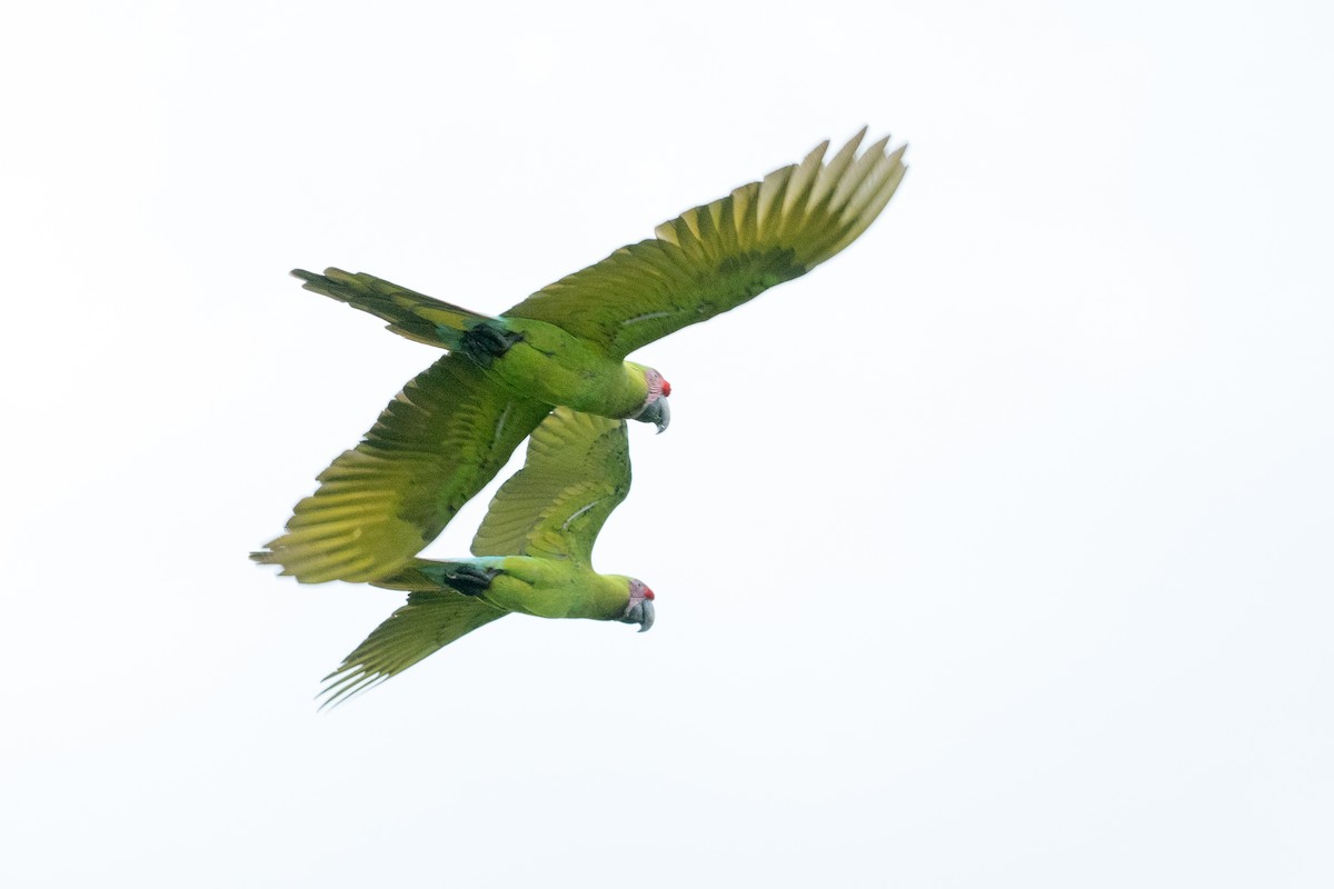 Great Green Macaw - ML620279717