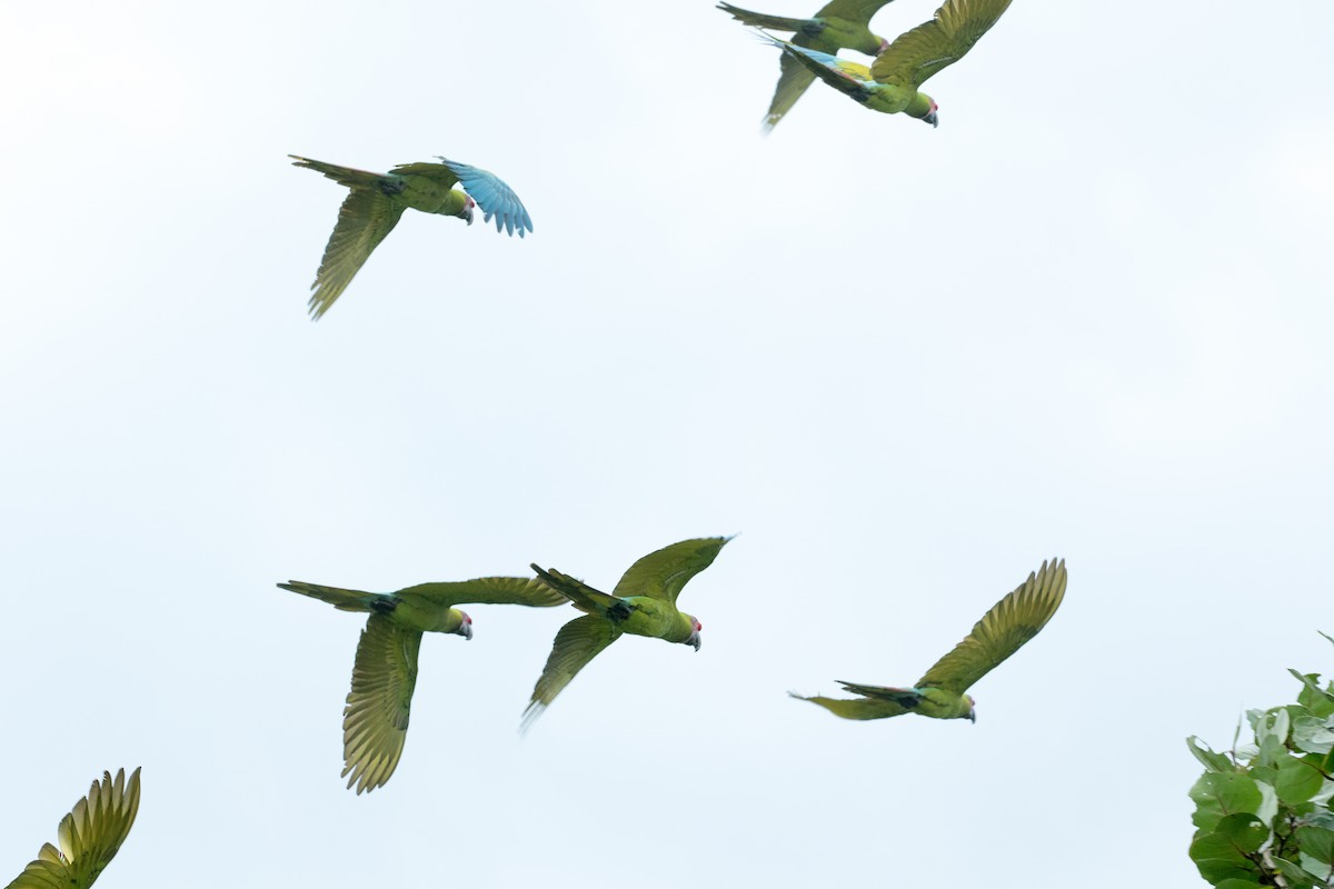 Great Green Macaw - ML620279718