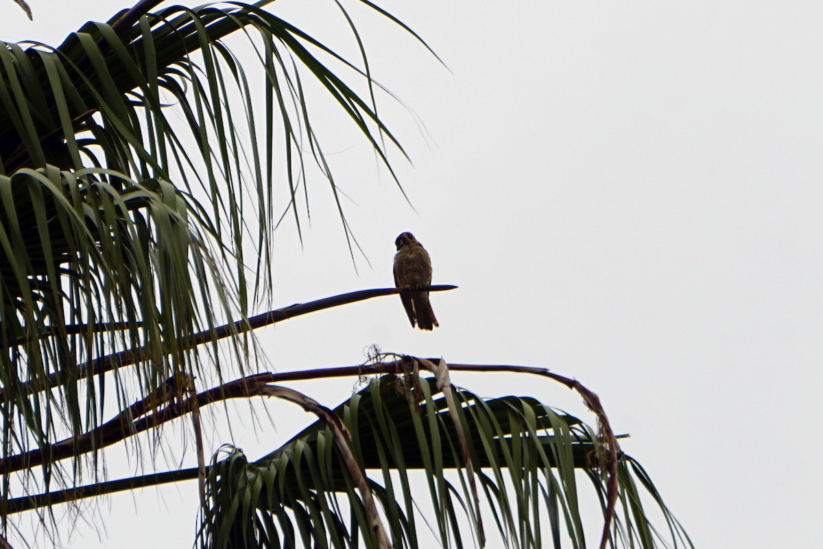 American Kestrel - ML620279723