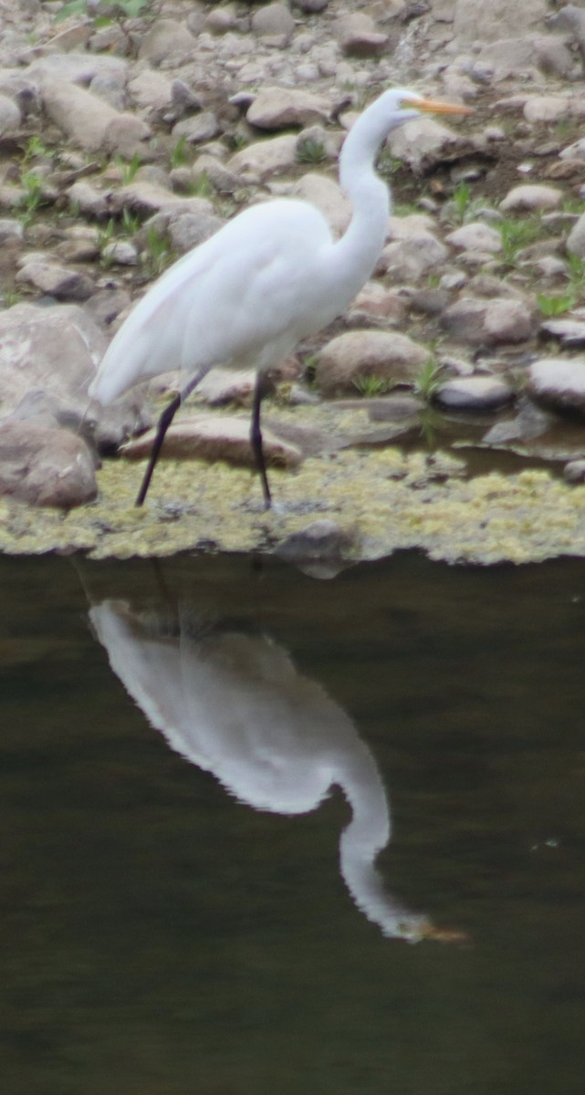 Great Egret - ML620279727