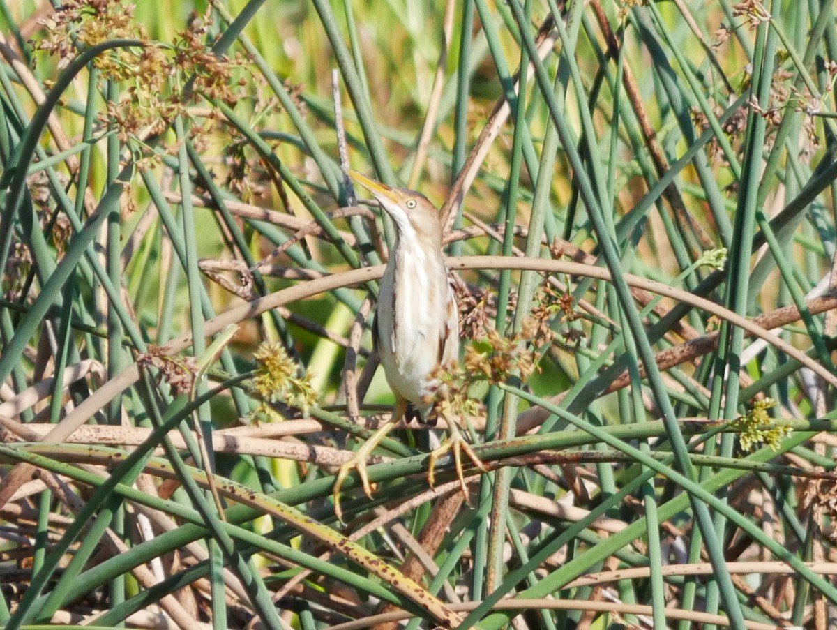 Least Bittern - ML620279728