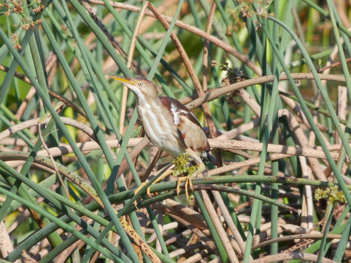 Least Bittern - ML620279730